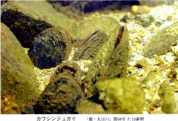 カワシンジュガイ