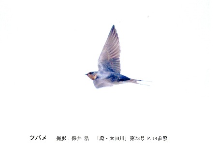 ツバメ