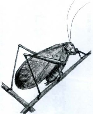 NcV