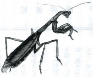 ܂